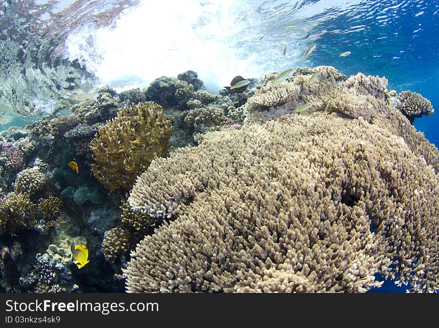 Beautiful coral reef close to the surface in the red sea