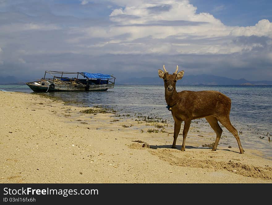 Young deer at the beach