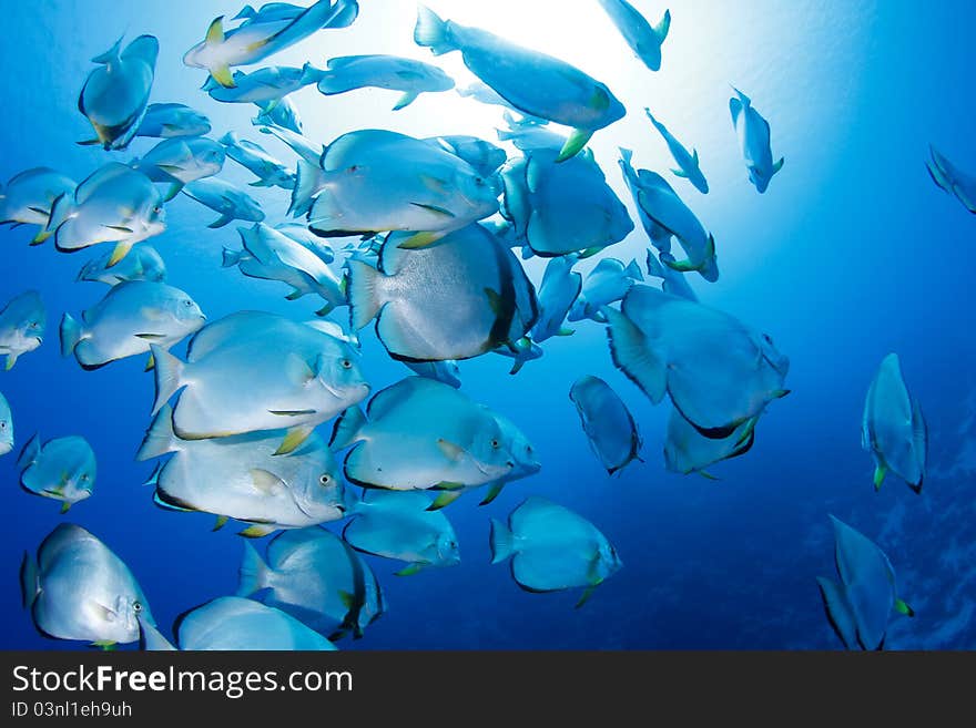 School of batfish in the red sea