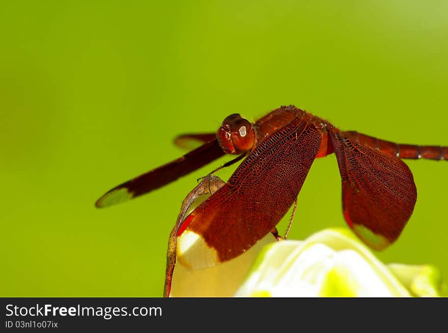 Red Dragonfly On The Blossom