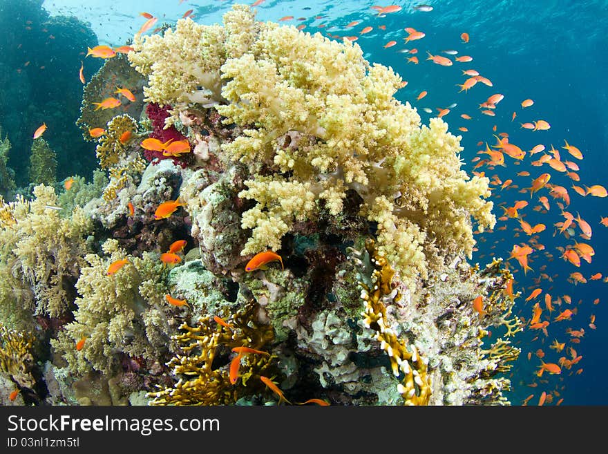 Beautiful coral reef with anthias