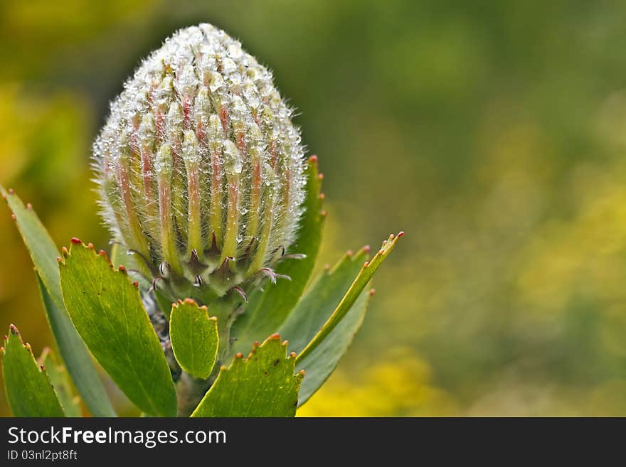 Veld Fire Bud