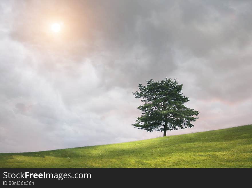 Tree and cloudy sky