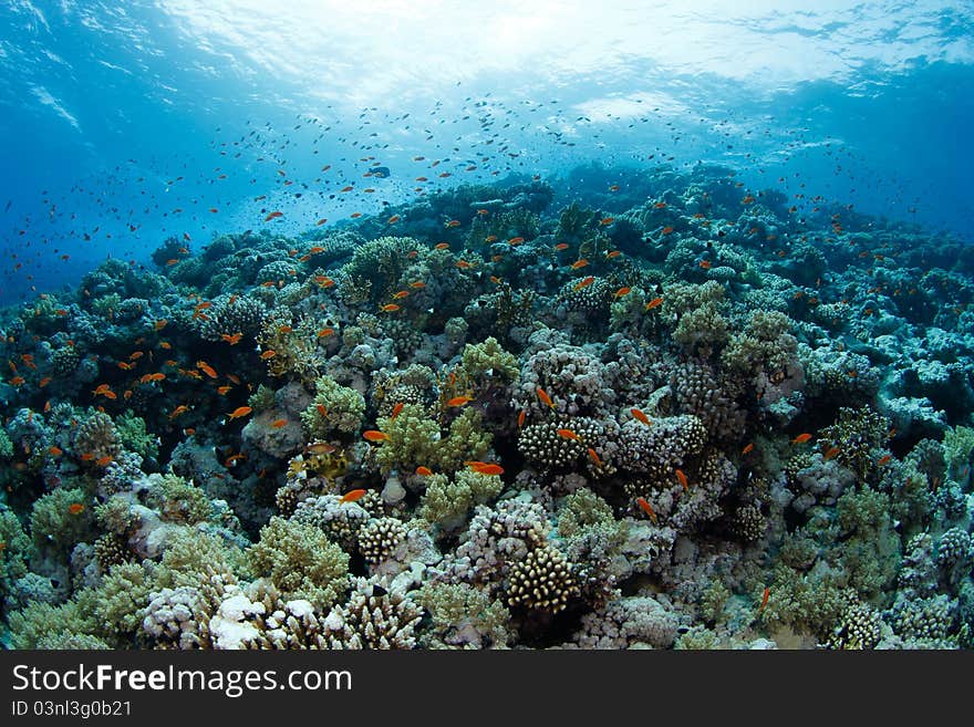 Beautiful coral reef in the red sea and tropical fish