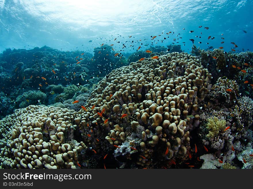 Beautiful coral reef in the red sea and tropical fish