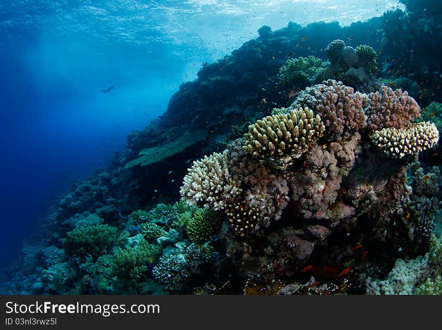 Beautiful coral reef in the red sea