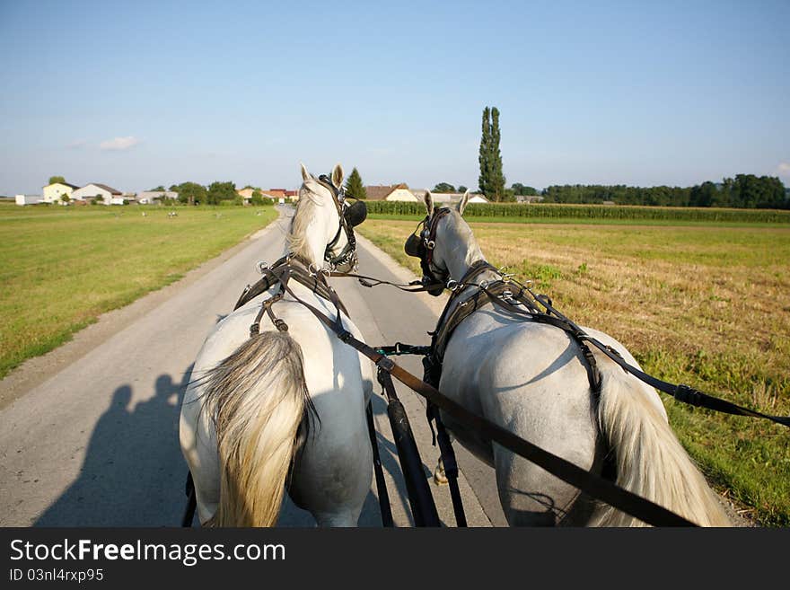 Carriage driving with two Lipizzan horses. Carriage driving with two Lipizzan horses