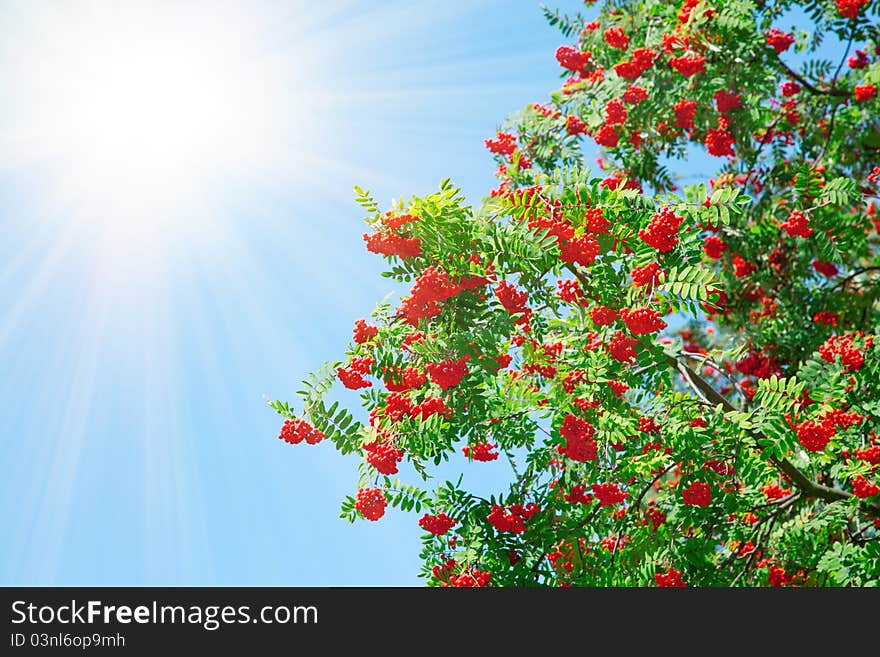 A tree with rowan berries with sunlight