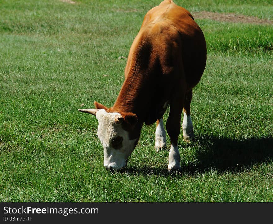 Cow eating