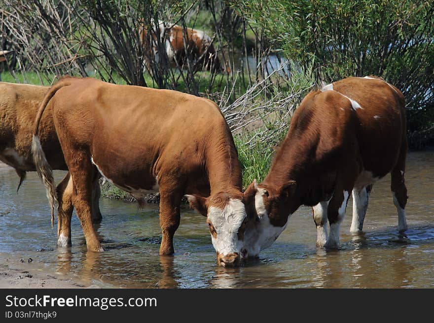 Cows in water