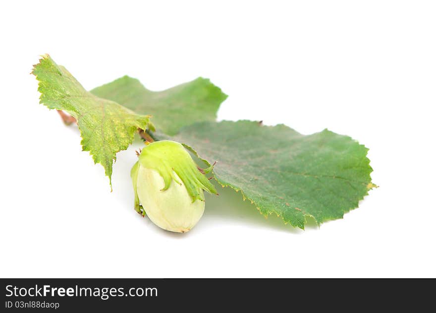 Green hazel nut on a white background