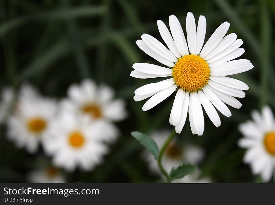 Bright daisies on the background of grass. Bright daisies on the background of grass