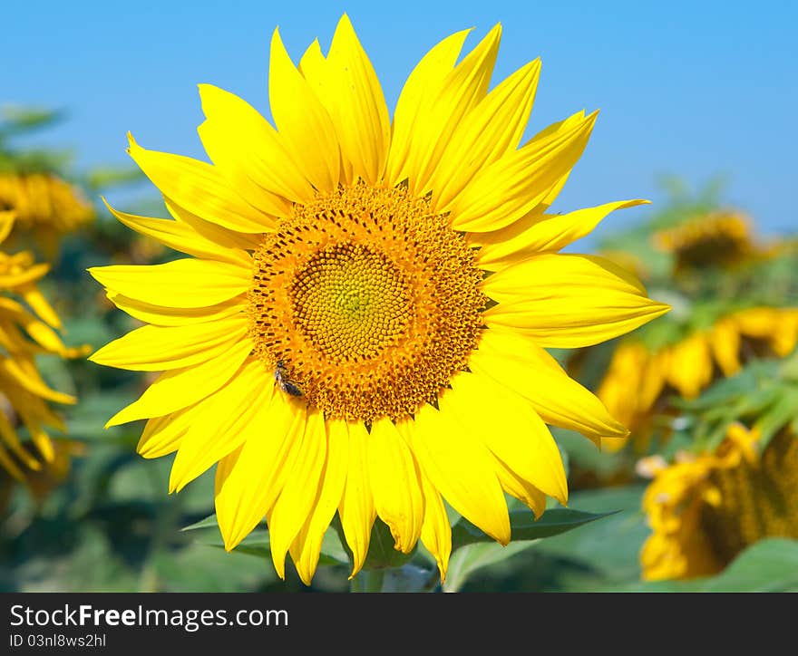 Sunflower on blue sky background