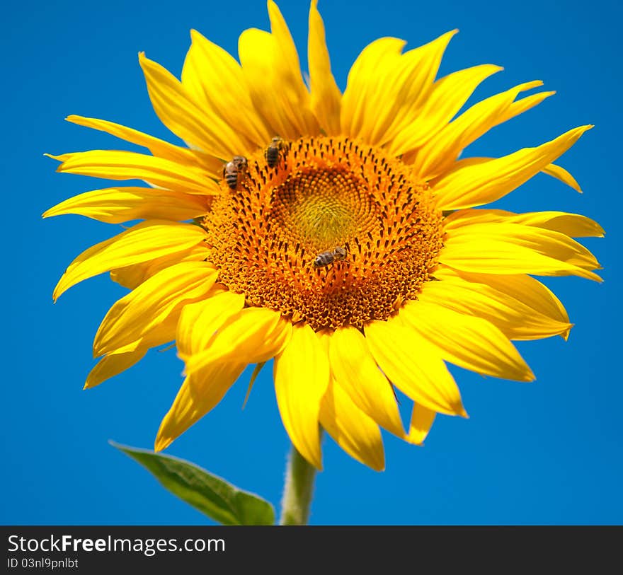 Sunflower on blue sky background