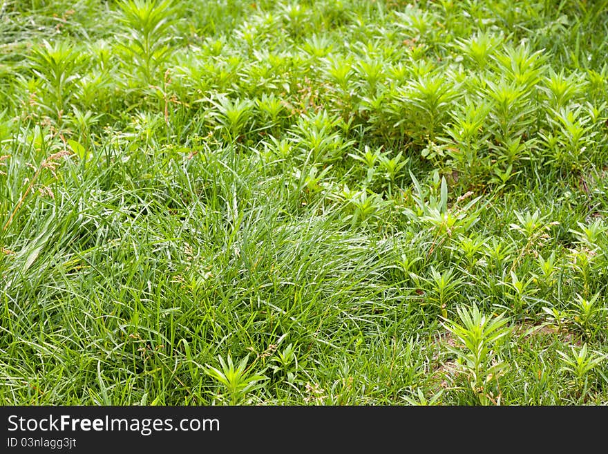 Green weed grows on the ground, growing in early spring