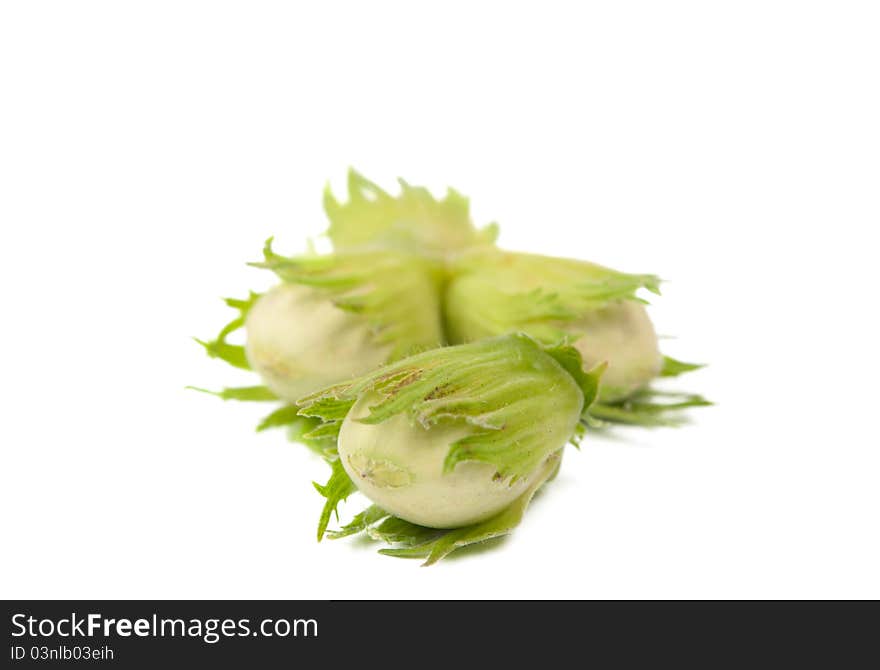 Hazel nut on a white background