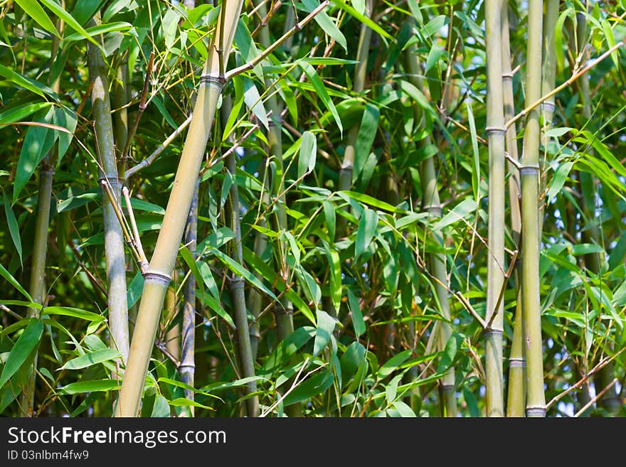 Closeup of the green bamboo