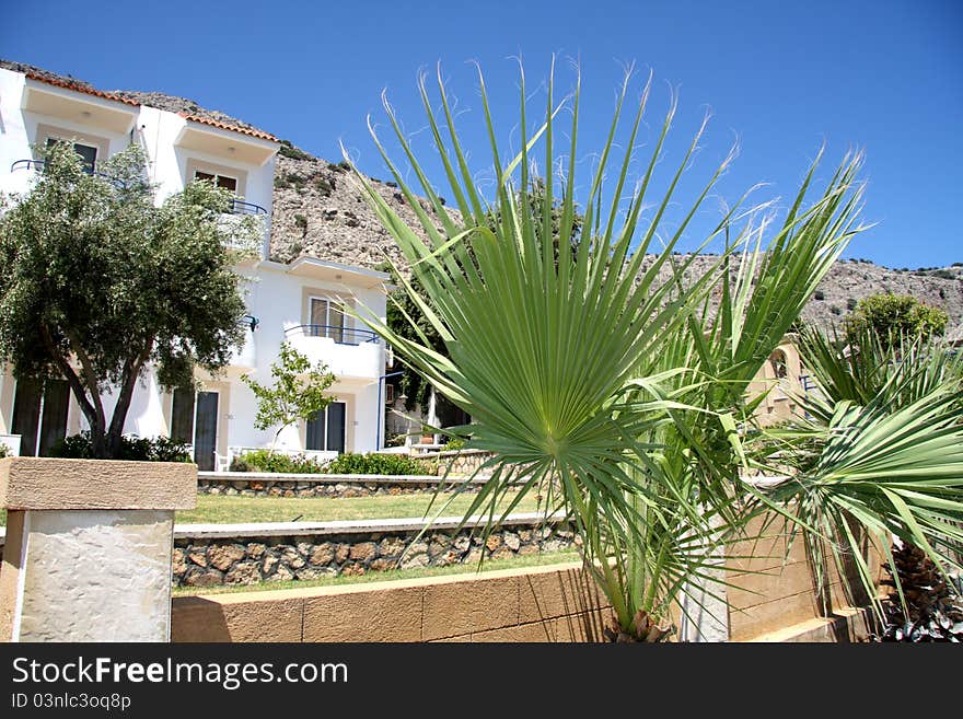 Growing in front of Palma on the island of Rhodes in Greece