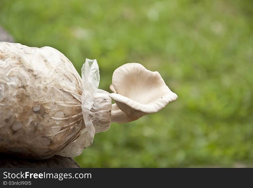 Mushroom as green color background