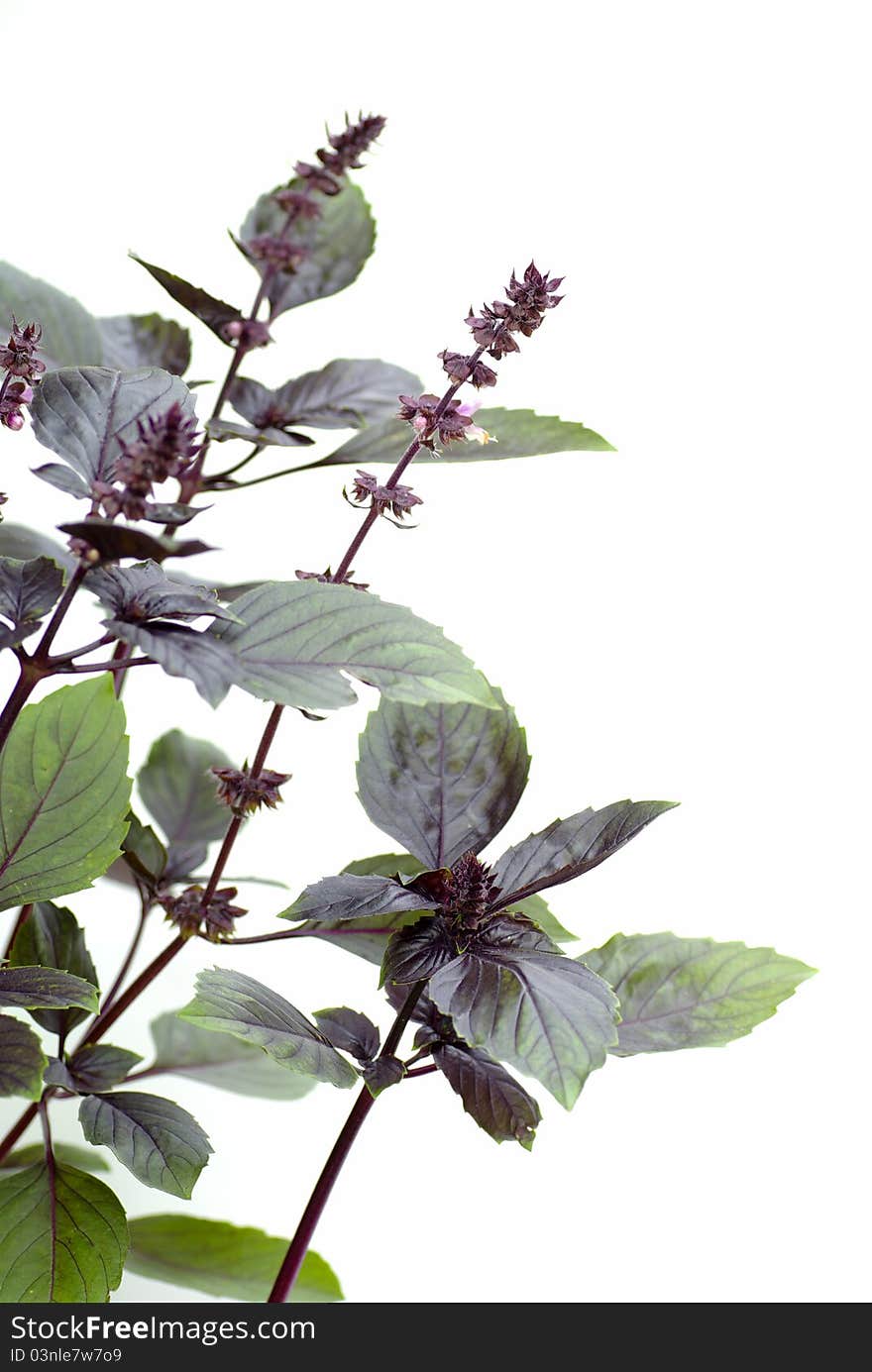 Red basil isolated on white background