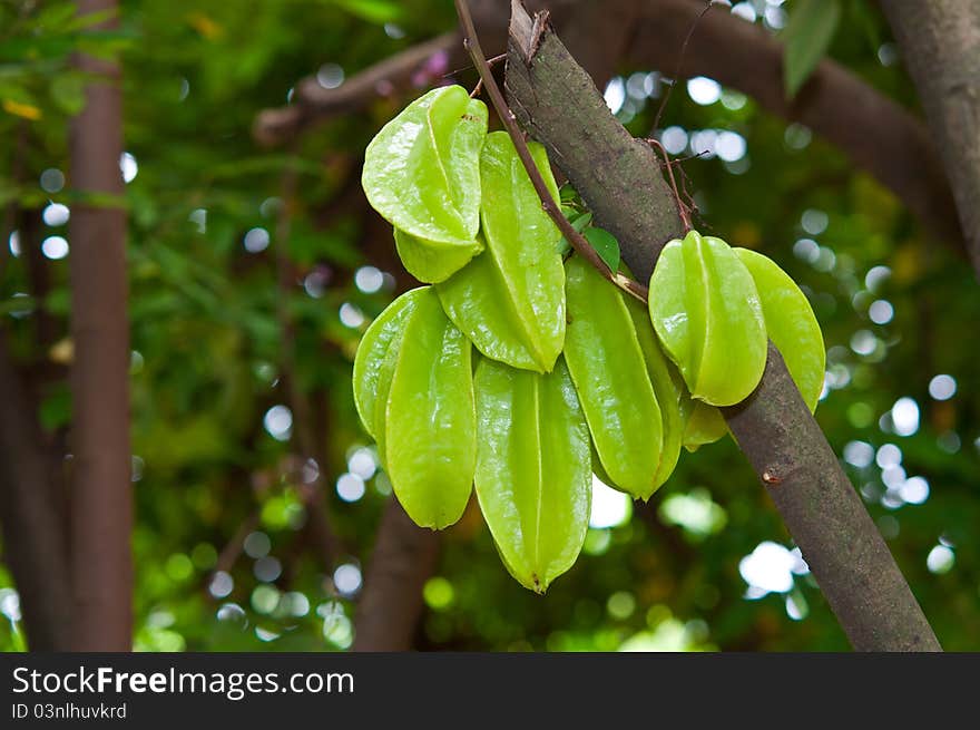 Star Apple Fruit