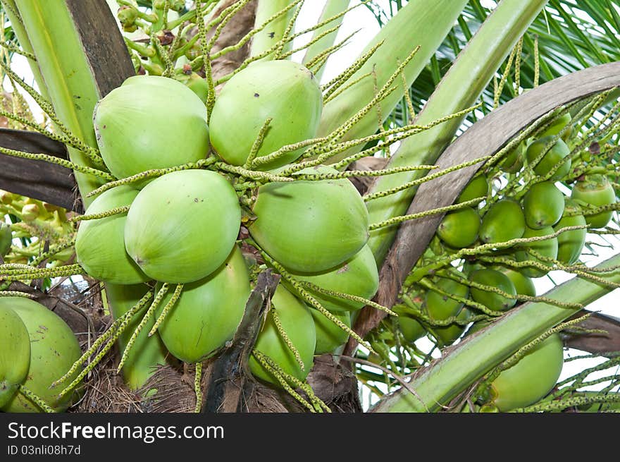 Coconut on tree,phitsanulok Thailand