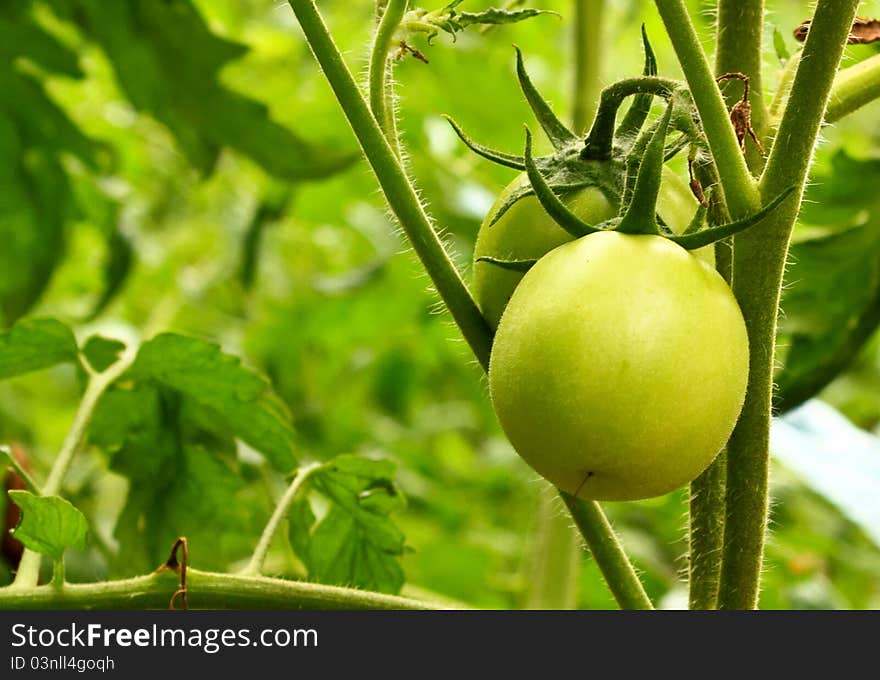 Green tomato