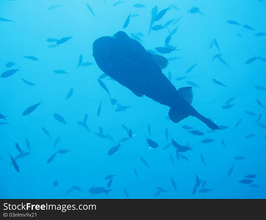 A Puffer Fish silouetted amongst smaller fish in tropical waters