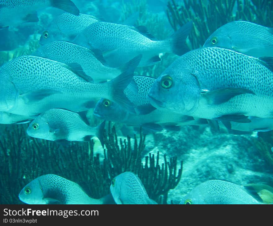 Fish in the Caribbean