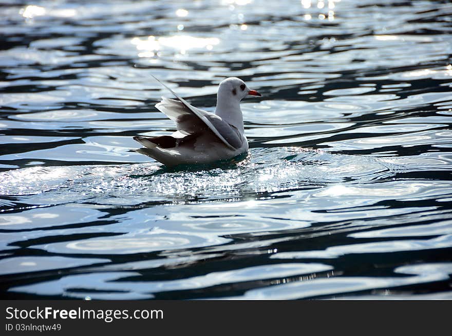 Seagull in the sunshine at Lugu Lake