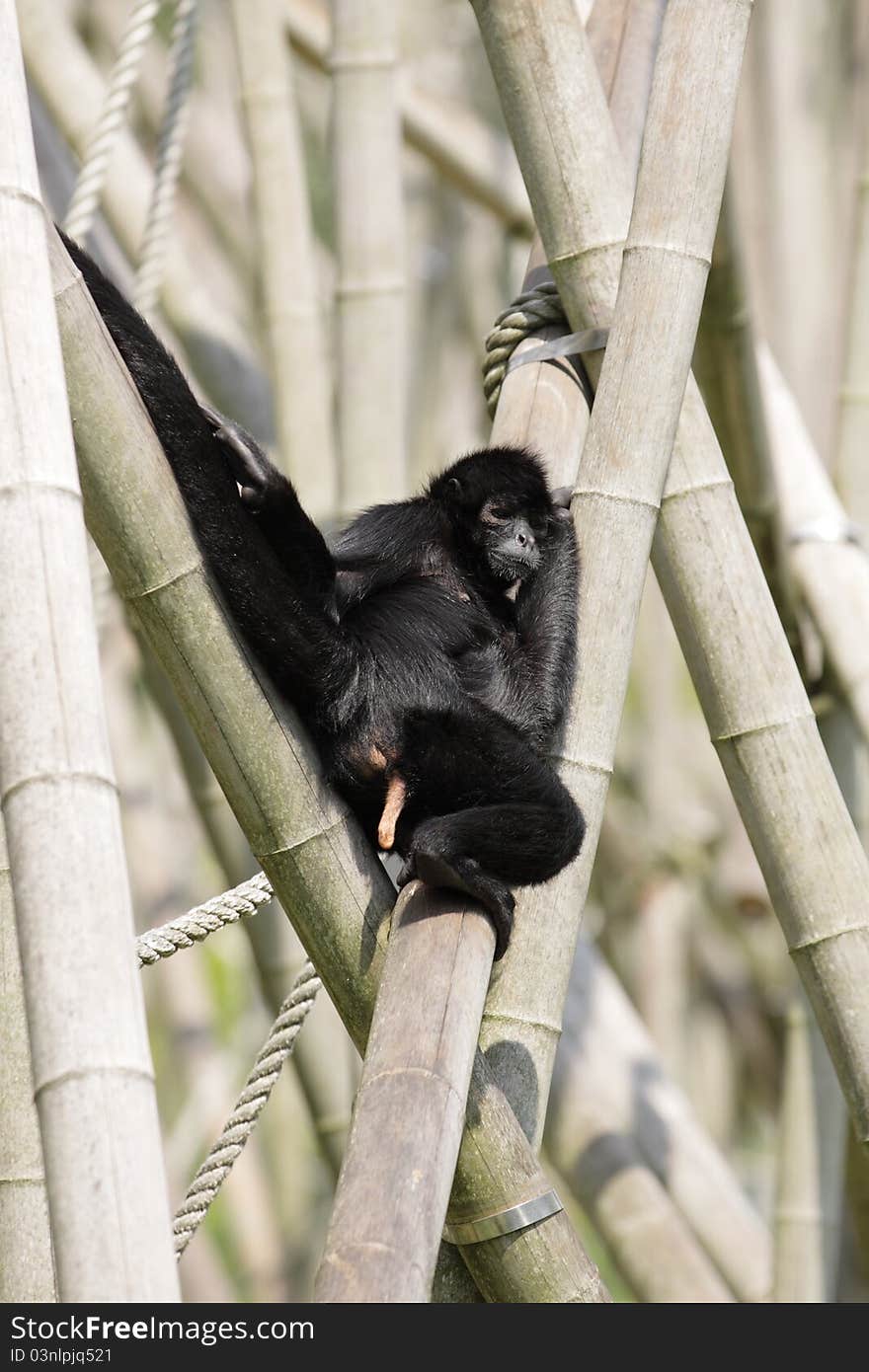 The brown-headed spider monkey sitting on the bamboo sticks.