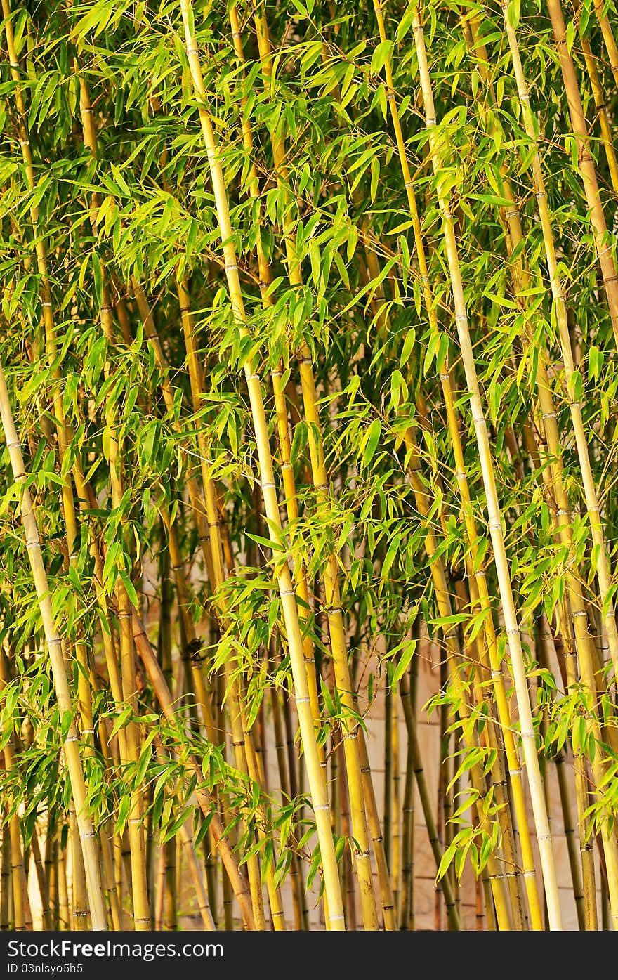 The green bamboo in the sun