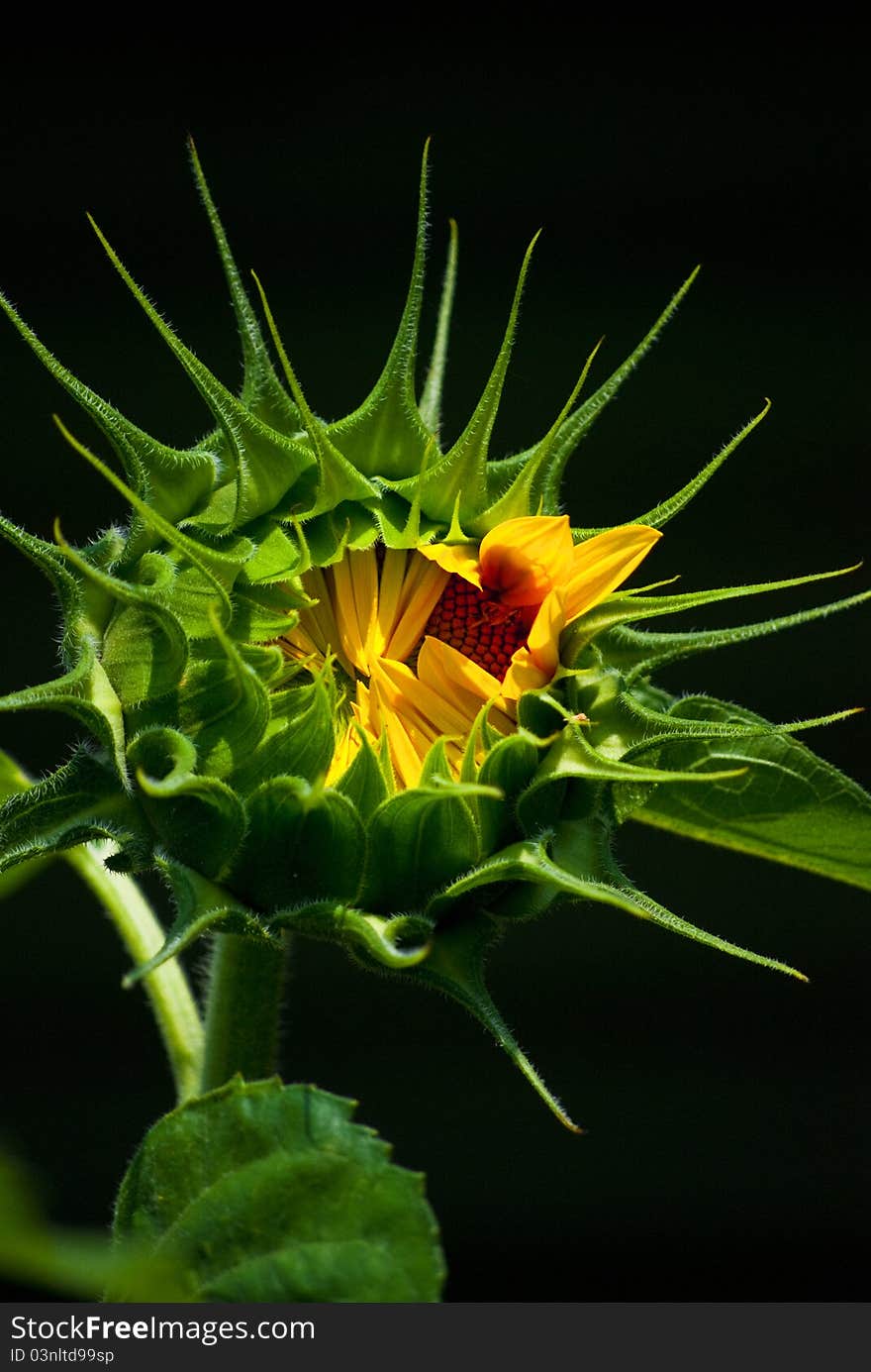 Single budding sunflower against a black background. Single budding sunflower against a black background.