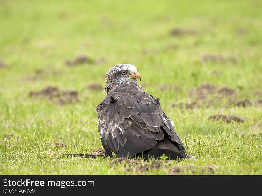 Captive Black Kite looking back over his shoulder. Captive Black Kite looking back over his shoulder.