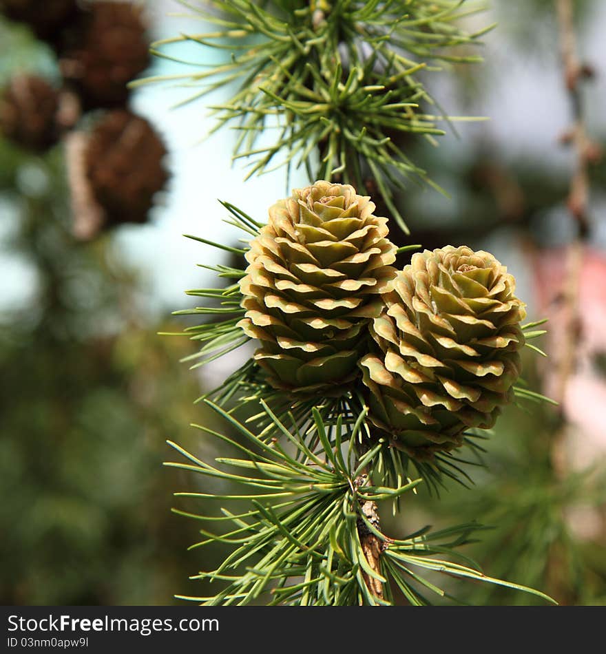 Green larch cones in close up