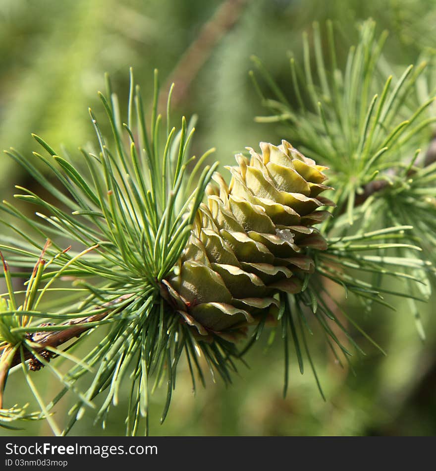 Green larch cone in close up