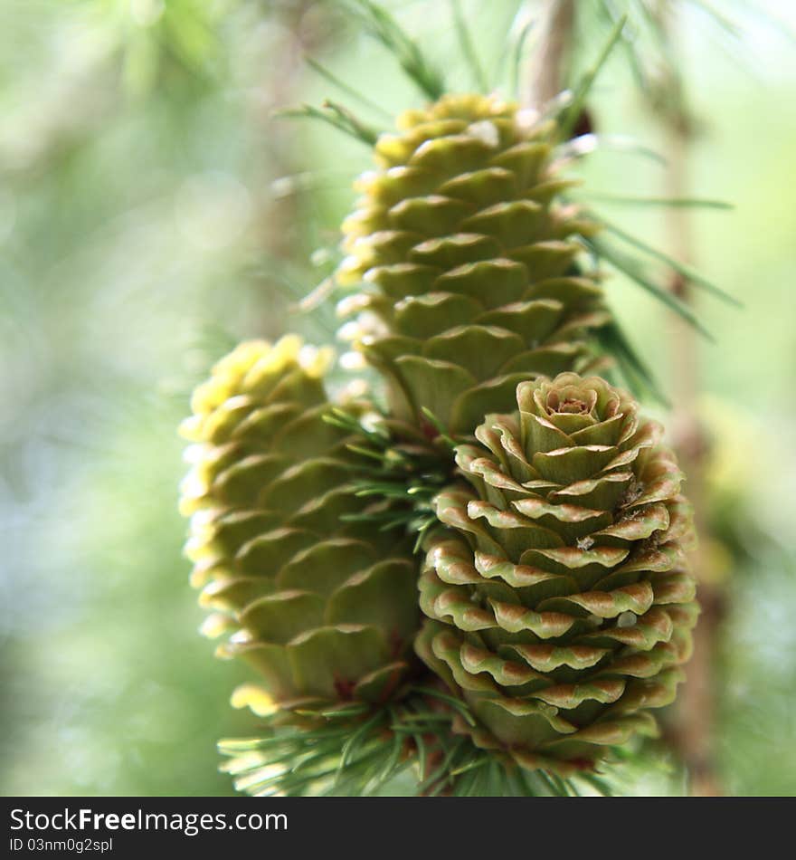 Green cones