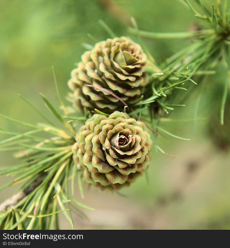 Green larch cones in close up. Green larch cones in close up