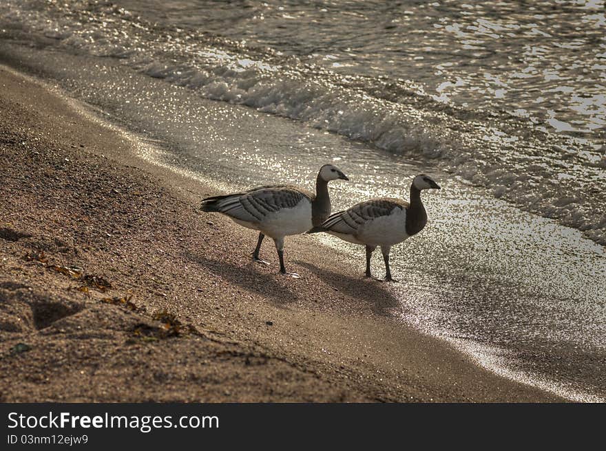 Canada geese