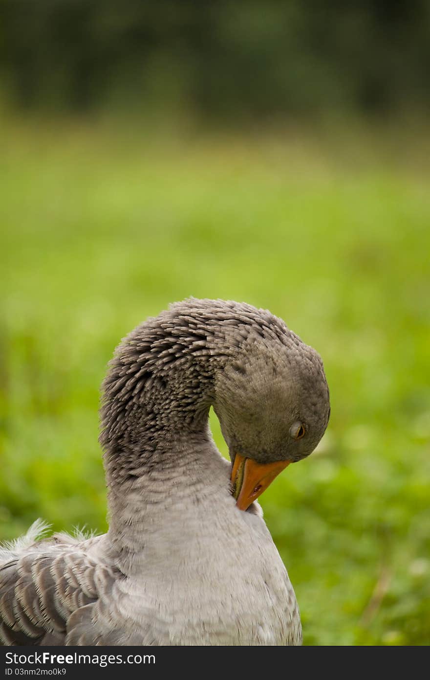 Goose on grass field