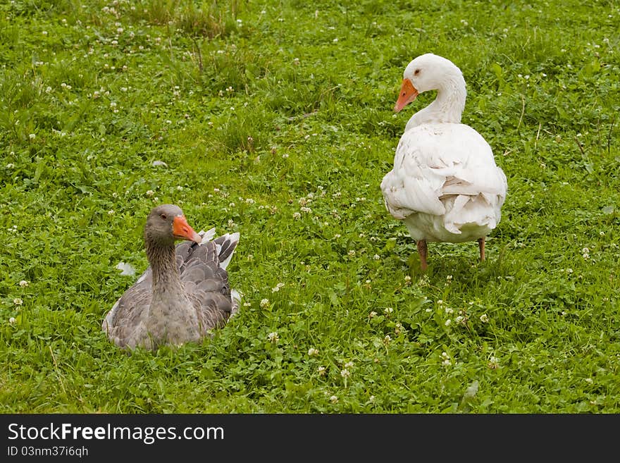 Pair of geese