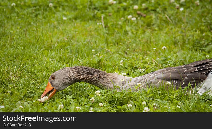 Goose looking for sme food. Goose looking for sme food