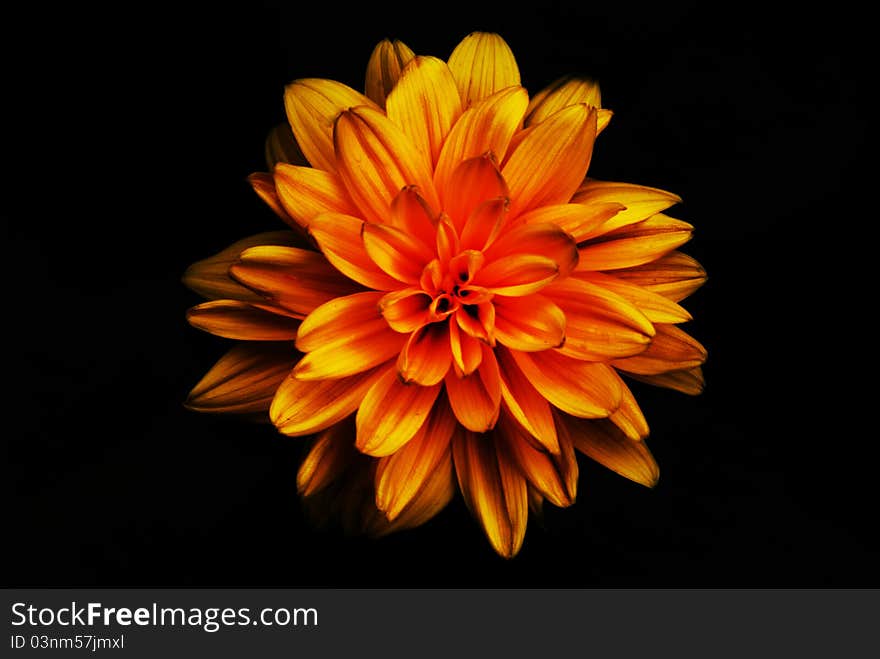 Studio photograph of a decorative sunflower that has no seeds. An ornamental plant. Studio photograph of a decorative sunflower that has no seeds. An ornamental plant.