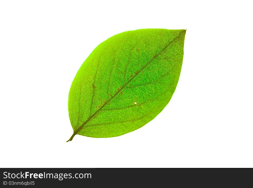 Close-up of green leaf isolated on white. Backlight