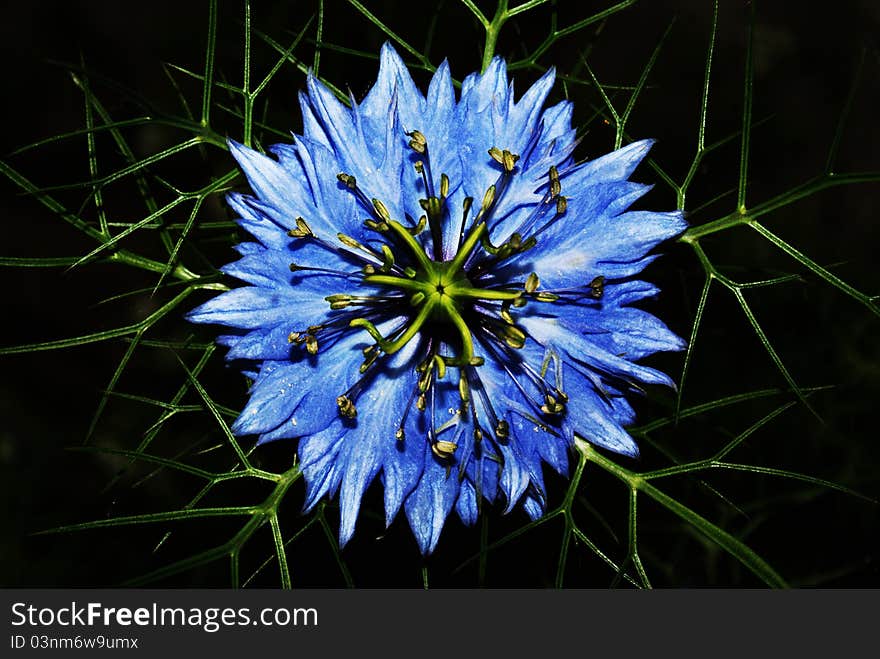 Love in a Mist - Nigella Damascena