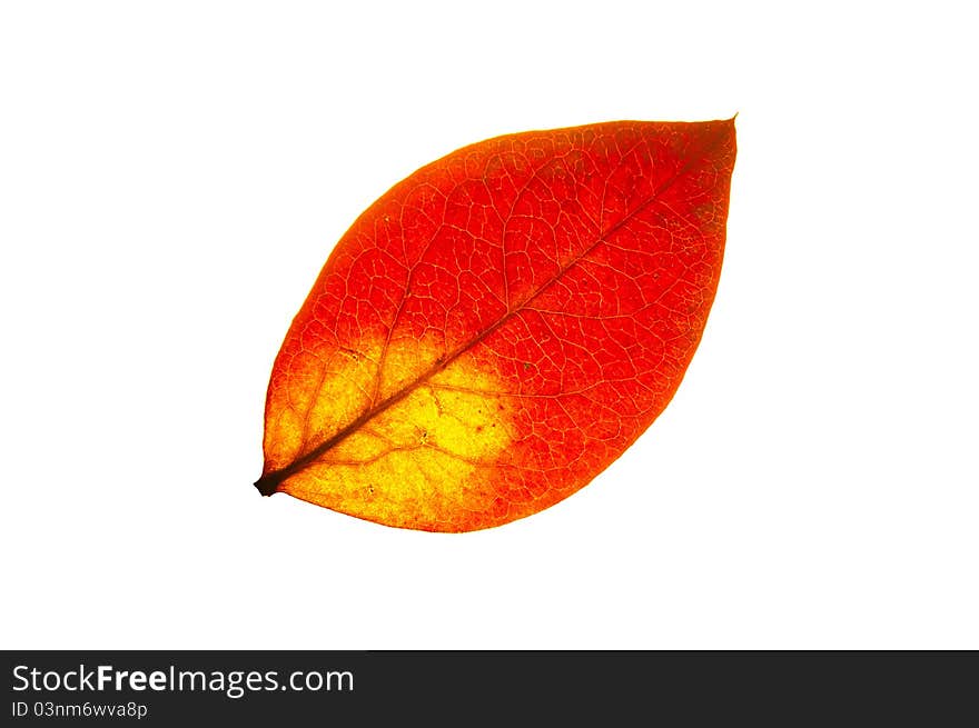 Close-up of green leaf isolated on white. Backlight