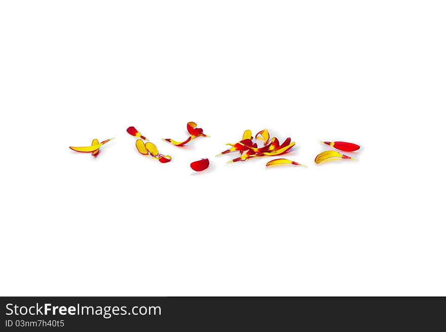 Lying orange gerbera petals isolated on white background