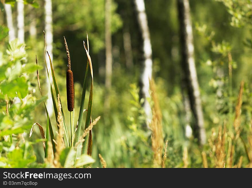 Reeds in the swamp