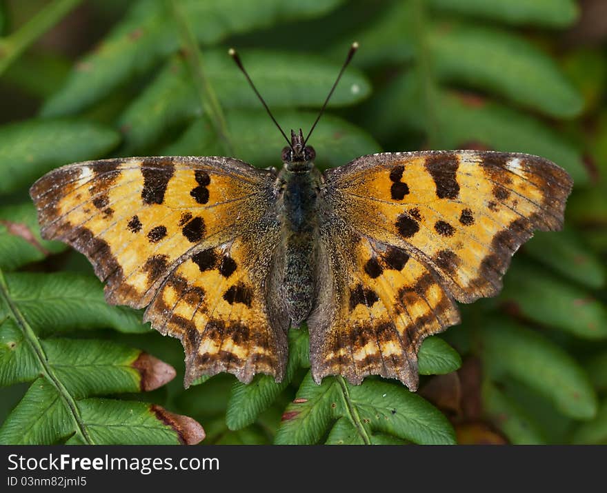 Orange butterfly with black speckles. closeup