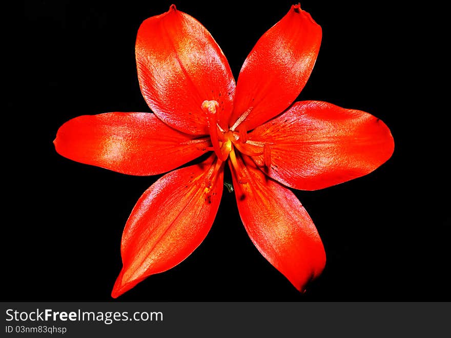 Tiger Lily - Lilium Lancifolium